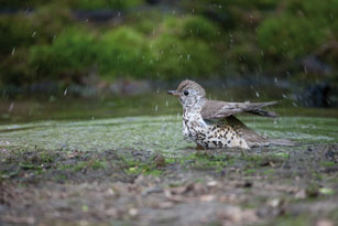 Grote lijster, Vogelkalender 2012. Foto: Wim Smeets