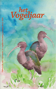 Illustratie: Zwarte ibissen, door Caroline Elfferich