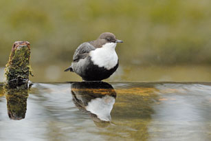 Waterspreeuw, Vogelkalender 2012. Foto: Jelle de Jong